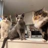 全角さん profil fotoğrafı