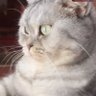 小熊 profil fotoğrafı
