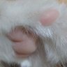 白猫's profile picture
