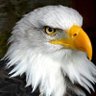 el italiano's profile picture