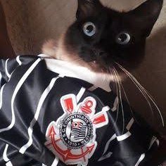 corinth_gatinho's profile picture