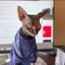 Lord Beerus 的头像