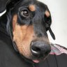 Armando P.'s profile picture