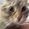Profilbild von ConvictedSnail