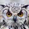 Sandy watts profil fotoğrafı