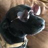saltySusana's profile picture