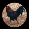 Rafester27 🇺🇸🇺🇸🇺🇸🇺🇸🇺🇸's profile picture