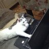 gata que scrollea 的头像