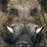 Profilbild von Henryk Litwin
