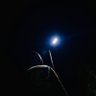 Ghostfacek!lla's profile picture