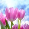 Profilbild von Tulpen aus Hyperborea