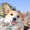 しっぽコーギーのまるころ 的头像