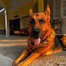 Jay Singh Rathore profil fotoğrafı