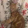 Lilian Turelier profil fotoğrafı