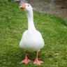 Фото профиля Goose
