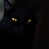 CatJuju profil fotoğrafı