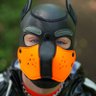 Pup Trigger profil fotoğrafı