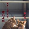 tatsu's profile picture