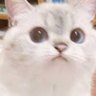 쟝이's profile picture