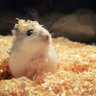 はむすたー🐹楽天Room 的头像