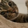 もねちゃん 的头像