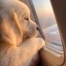 Sleepy's profile picture