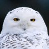 Cwacky3's profile picture