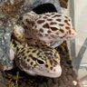 もどきち 的头像