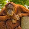 Chunky Monkey profil fotoğrafı