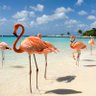 Profilbild von GR8aruba