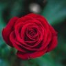 A,ahmad. احمد ,A's profile picture