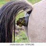 Фото профиля Horse Shit Detector