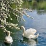 S🕊️ profil fotoğrafı