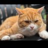 Adam Mejhed profil fotoğrafı