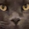 Genjissou profil fotoğrafı
