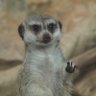 Profilbild von Carol