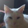 Floki “Lucifer” Ely profil fotoğrafı