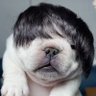 史途行者's profile picture