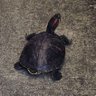 モチチ 的头像
