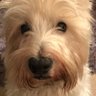 Profilbild von Barry