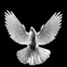 🌹WHITNEY THE GREAT🌹 profil fotoğrafı