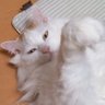 misURu(みする) profil fotoğrafı