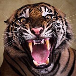 PREDATOR VIDS's profile picture