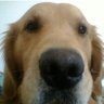 jose flores ayala's profile picture