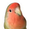 Profilbild von のっぴー