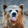Profilbild von Bären-Fella