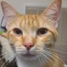Oramge Cat's profile picture