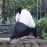 Profilbild von キルヒアイス🐼