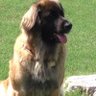 Sylvia USA profil fotoğrafı
