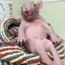 charlie el topo's profile picture